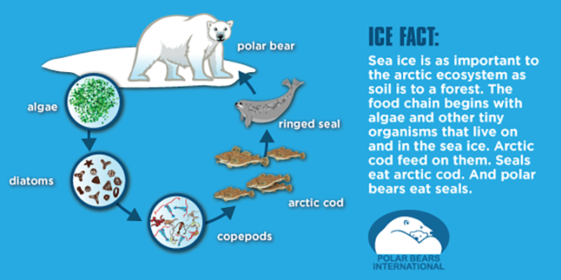 Learn how Arctic sea ice affects the polar bear population.