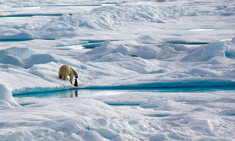 Polar ber - credit: Alex Preston 