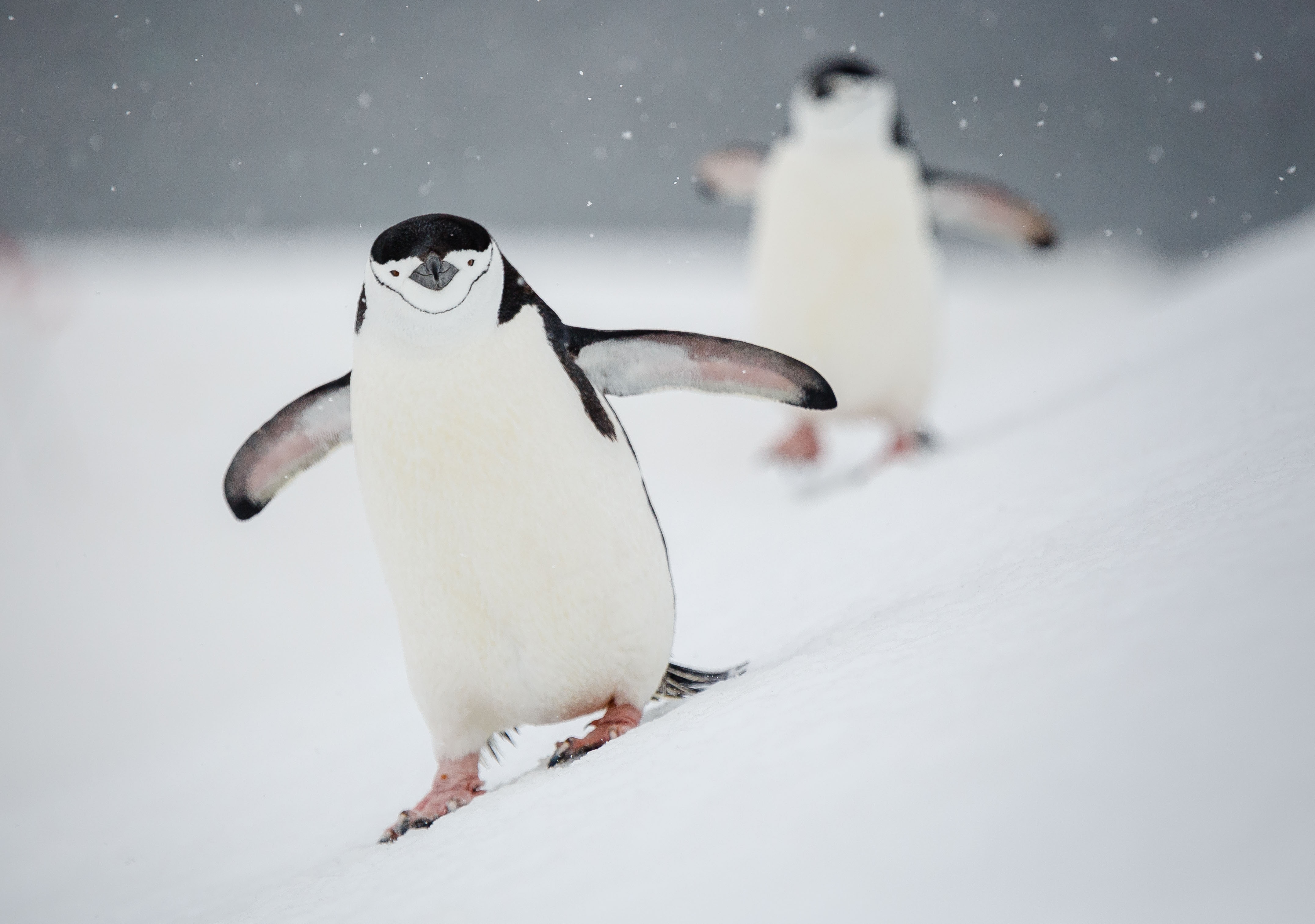 Chinstraps are one of the numerous species of penguins guests will see in abundance during polar voyages to Antarctica with Quark Expeditions