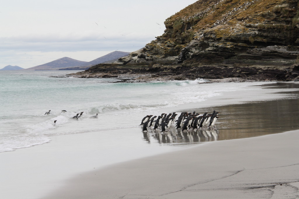 Saunders Island beach with penguins