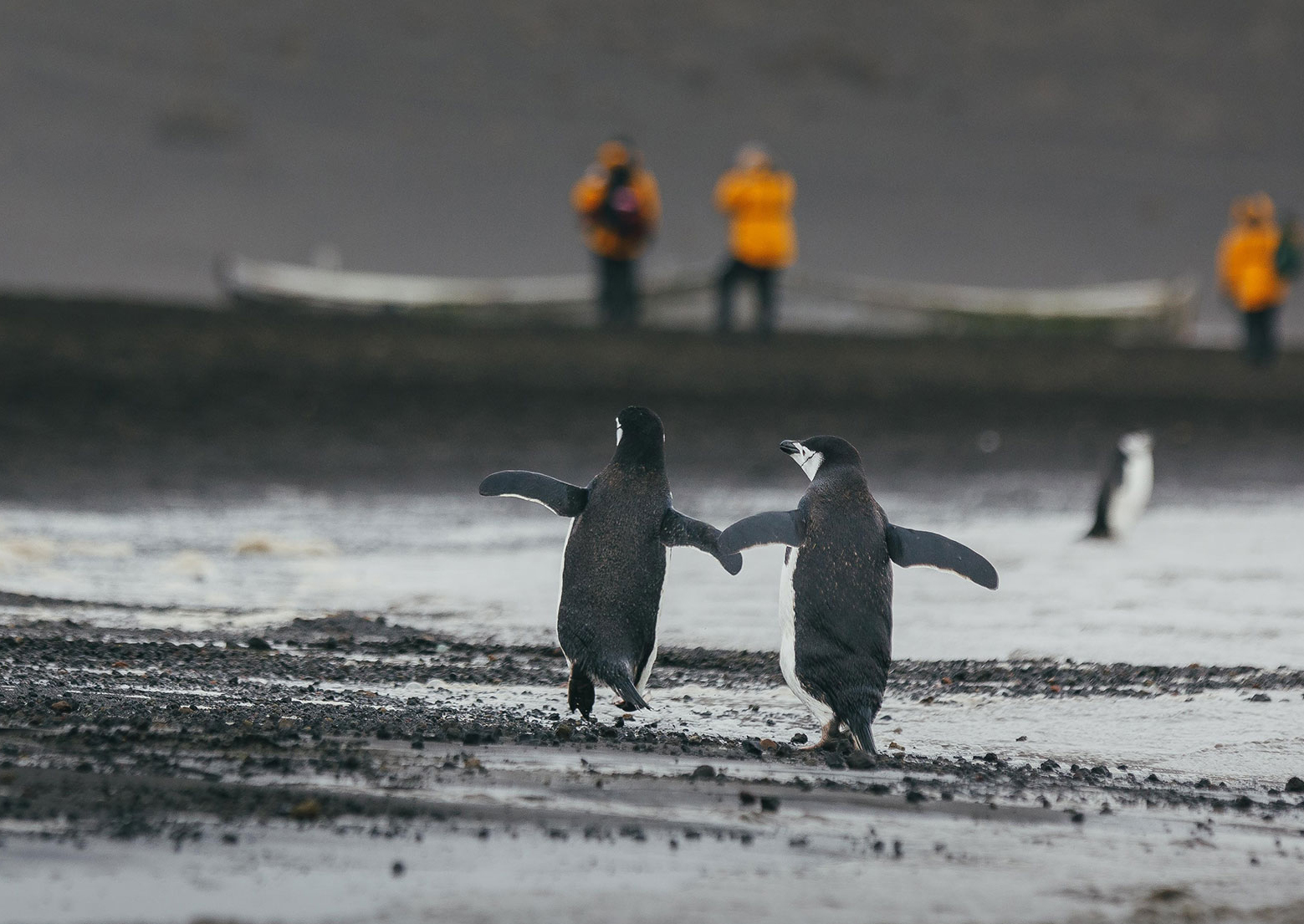 The curiosity between penguins and humans is mutual at Deception Island.