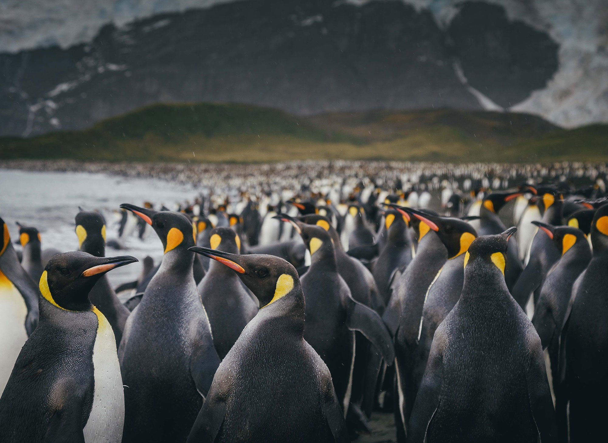 A large rookery of penguins in Gold Harbor, South Georgia, a wildlife-rich island in sub-Antarctica.