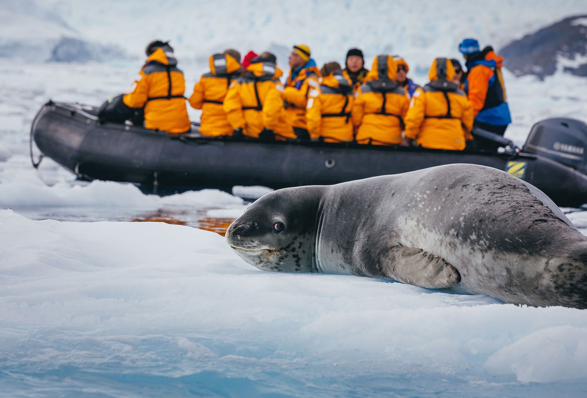 This leopard seal doesn’t seem bothered by the Zodiac of admirers in Cierva Cove.