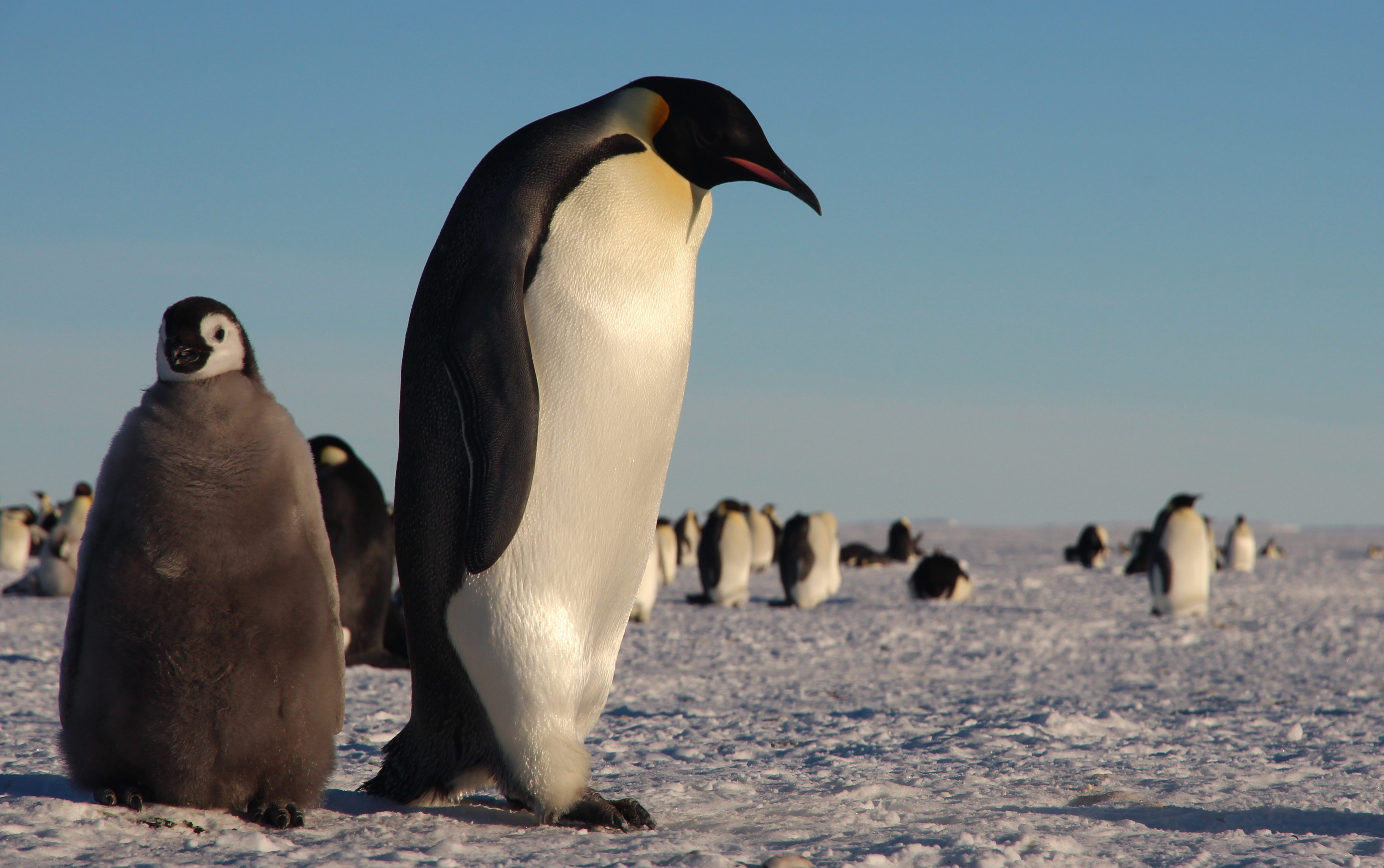 Emperor penguins seen on Antarctic expedition. Photo: Dr. Tom Hart, Penguin Watch