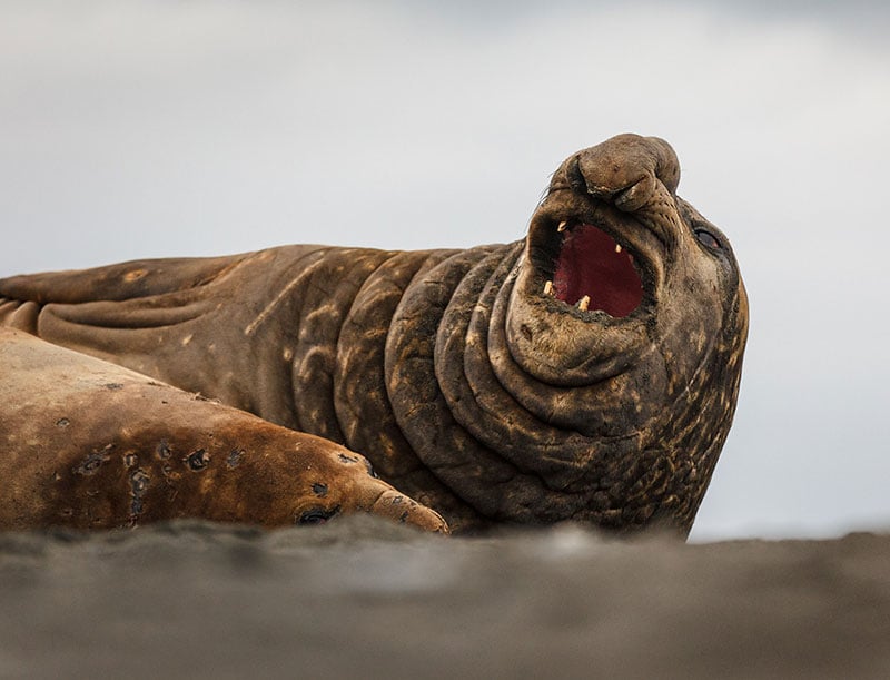 Elephant seal by Dave Merron