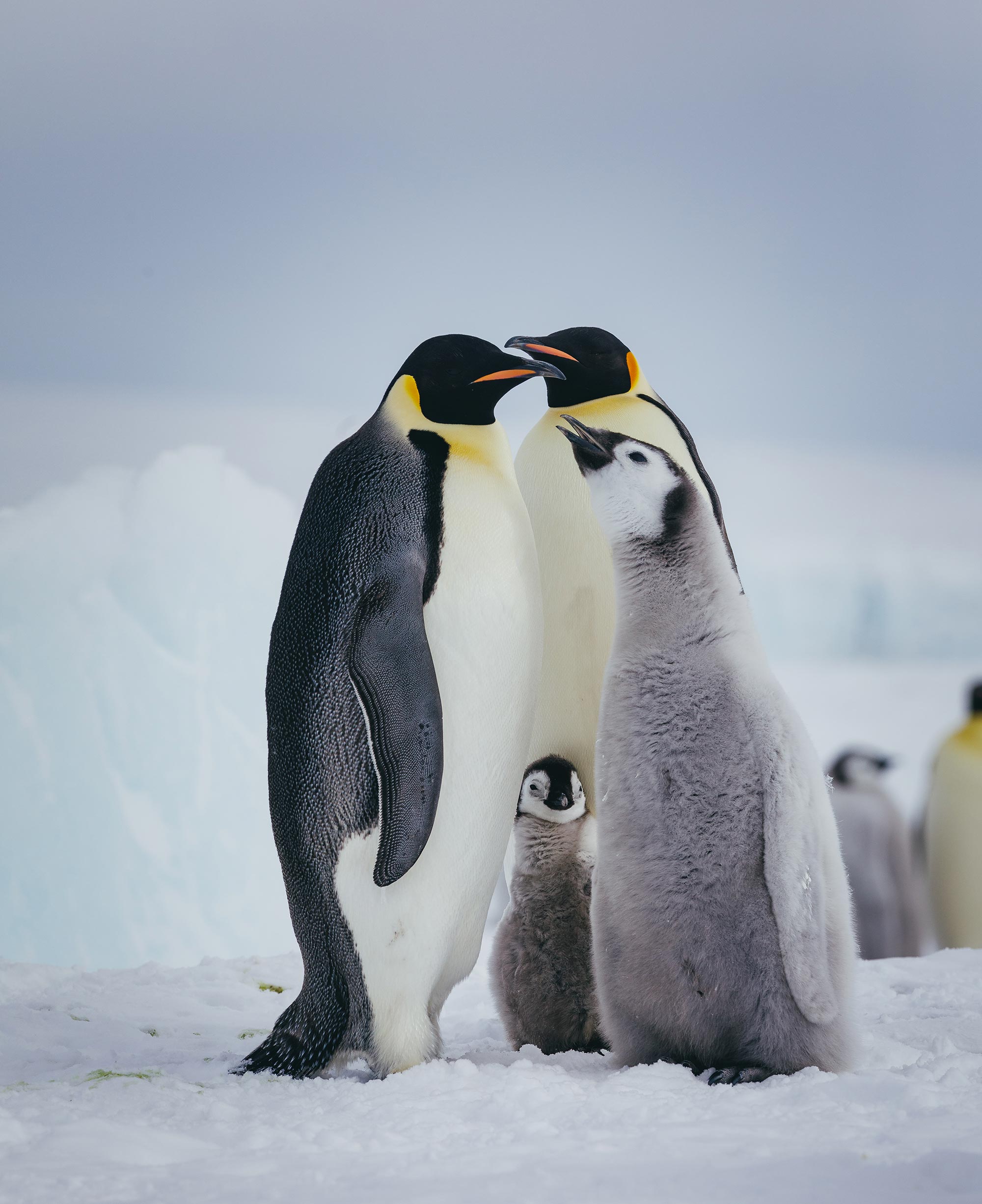The opportunity to observe penguins in their natural habitat lures travelers to the Antarctic.
