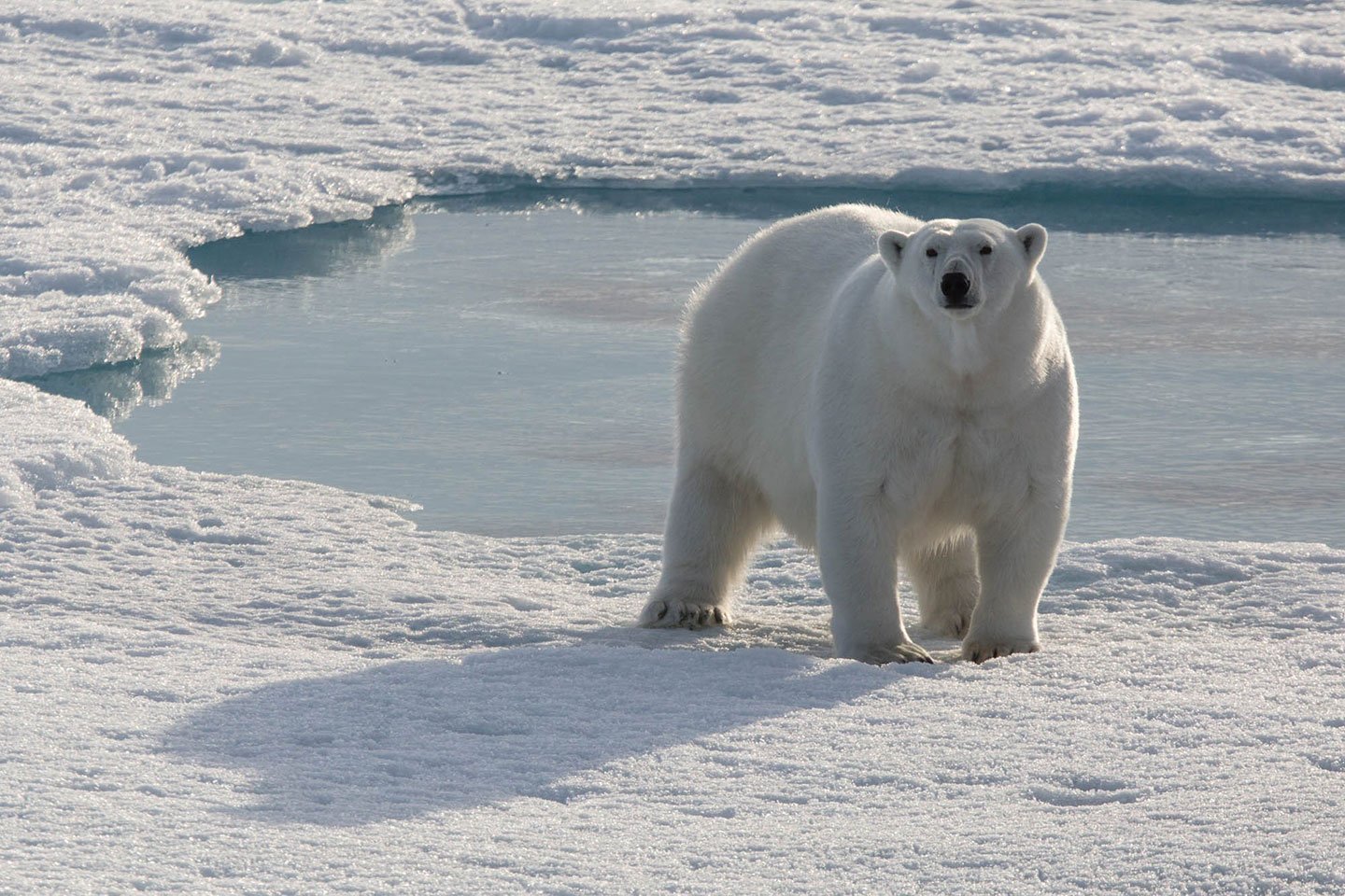 Polar bear sightings lure many wildlife enthusiasts to Arctic regions such as Greenland.