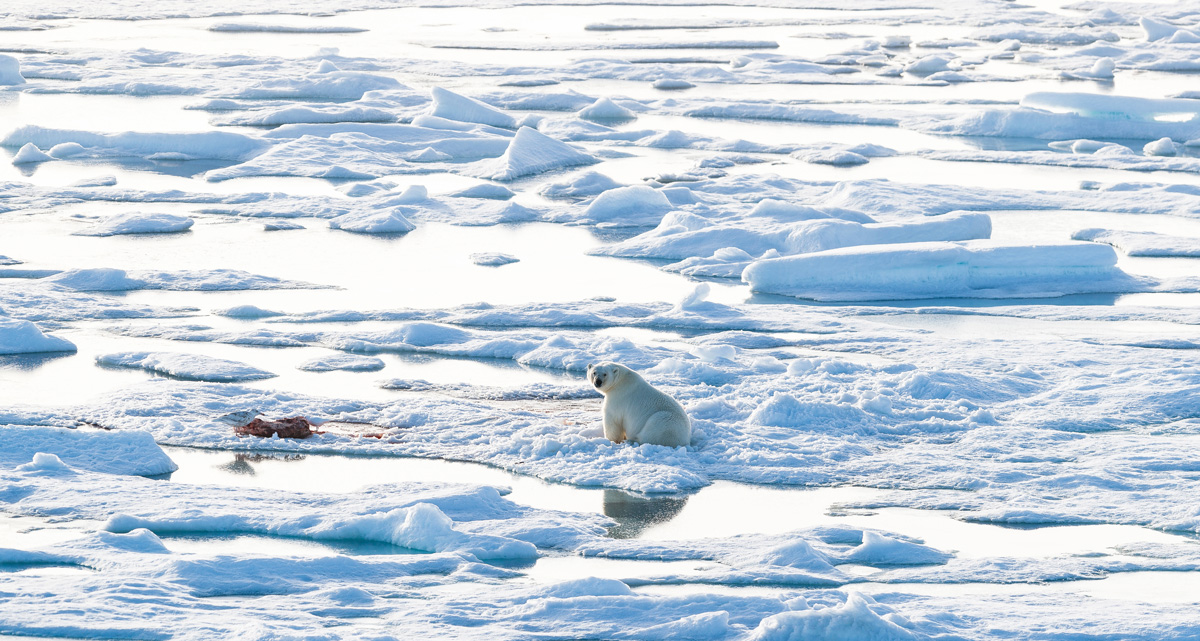 A polar bear sits on the ice. 