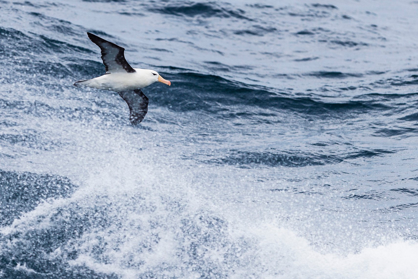 Bird-watching is one of the many on-ship activities guests enjoy while on the Drake Passage crossing.