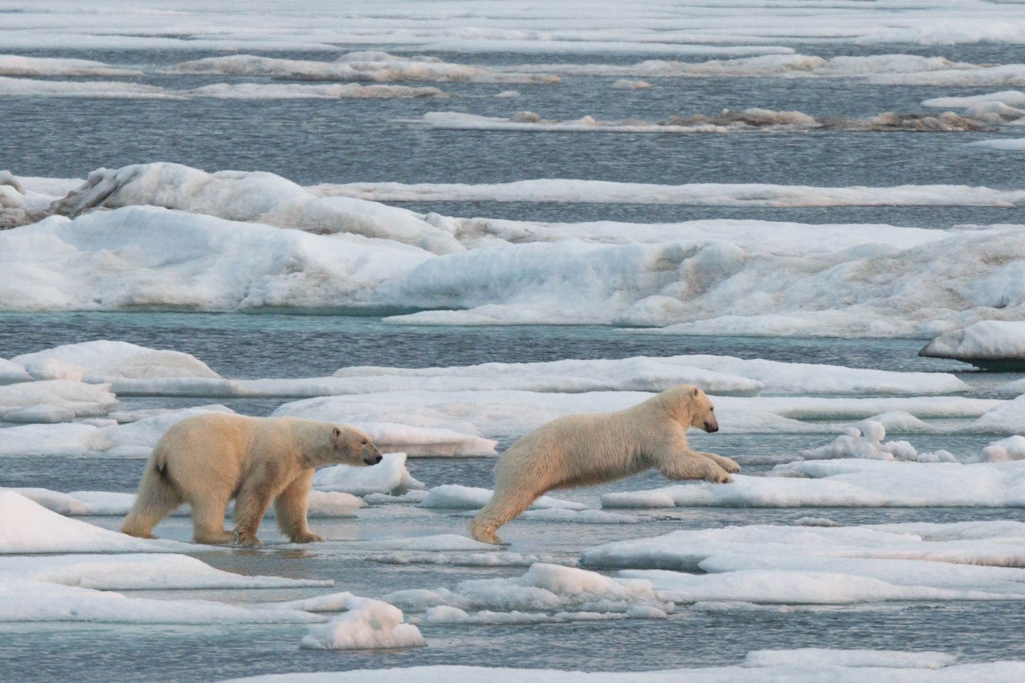 Polar bears live on the ice edge