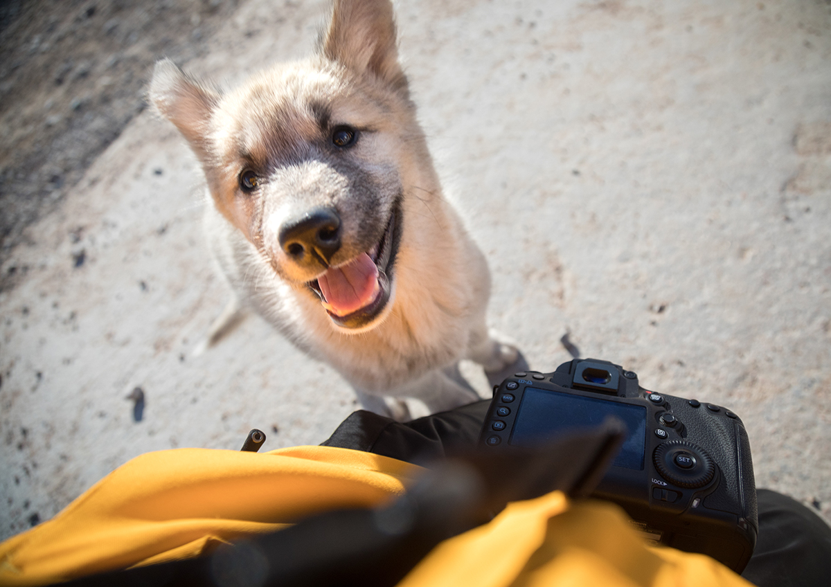 A Greenlandic sled dog puppy offers a curious and enthusiastic greeting. Photo: Acacia Johnson
