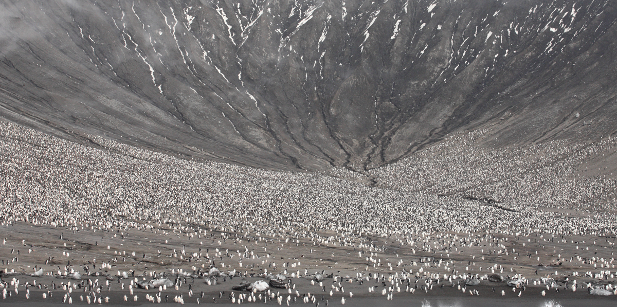 Saunders Island penguin colony as captured by an Antarctic small ship expedition passenger. Photo: Jim Wilson