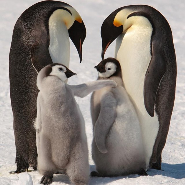 Emperor penguins and chicks near Snow Hill Island on the frozen Weddell Sea. Photo credit: Andy Stringer, Snow Hill Safari expedition (2009).