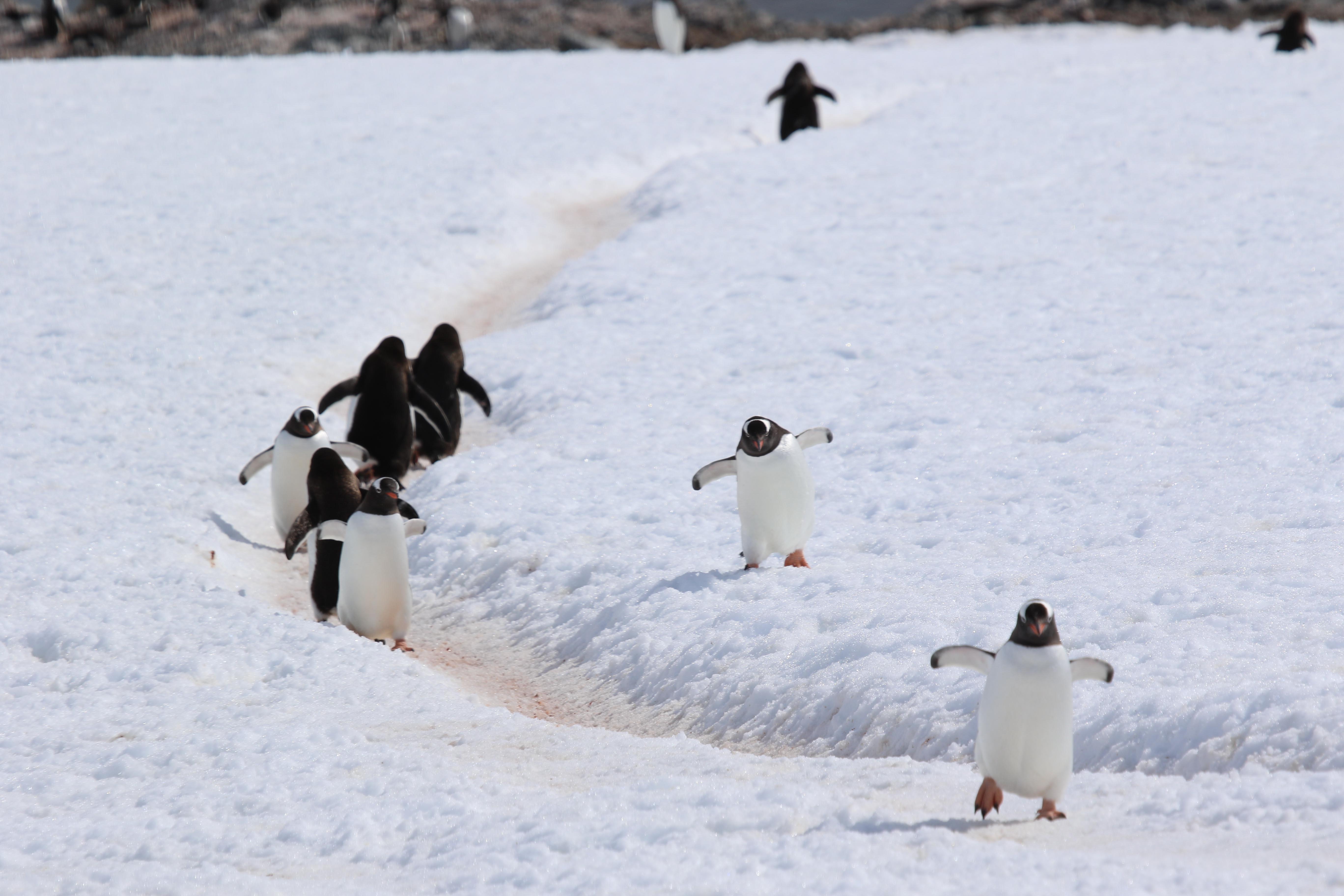 Penguin Highway in Antarctica - Photo by Teddy Wong 