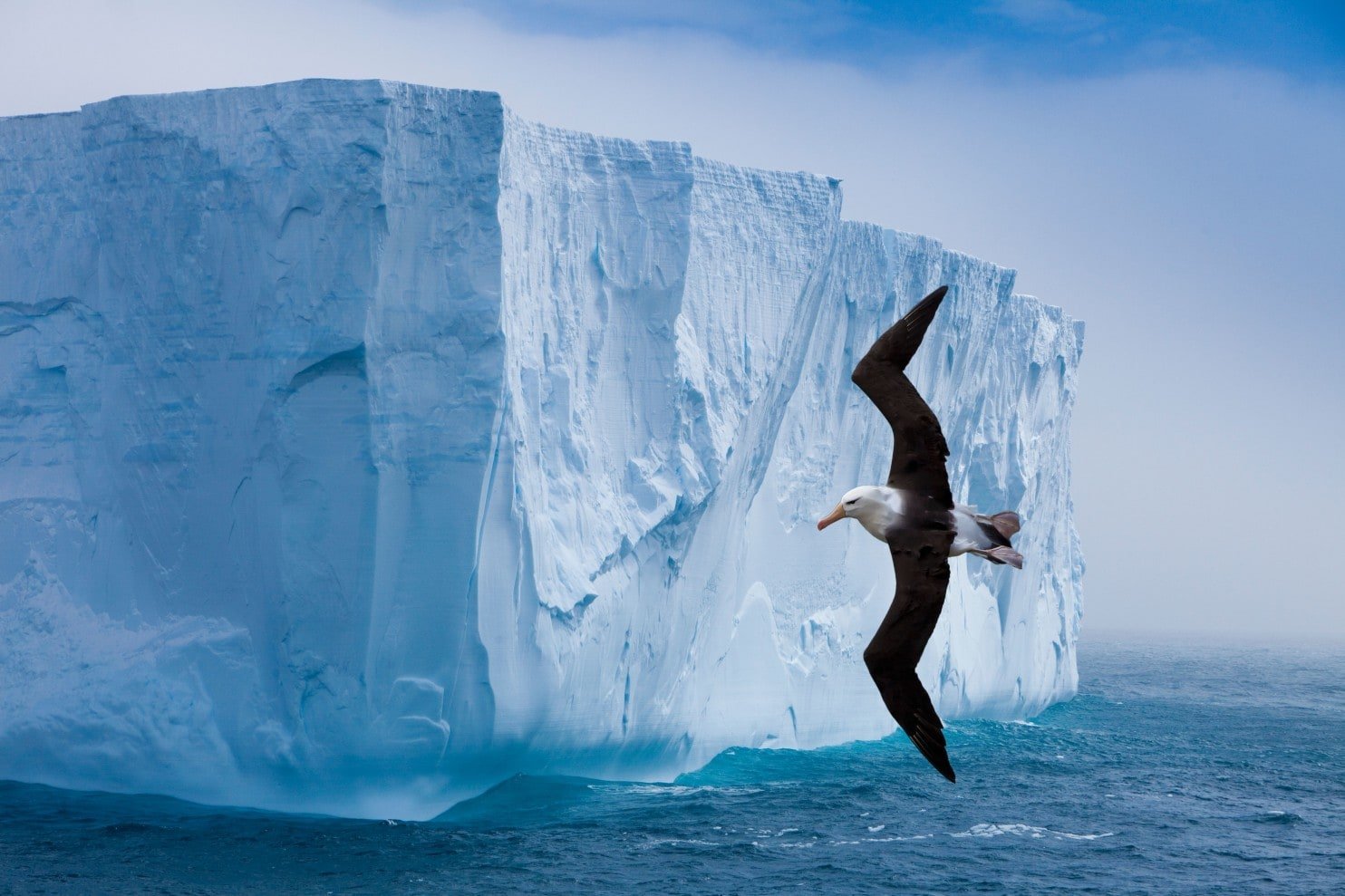 A black-browed albatross zips along the cliff-like edge of an iceberg. Whether at 4 a.m. or 9 p.m., there is always something to ogle in Antarctica. (Jim Zuckerman/Alamy Stock Photo)