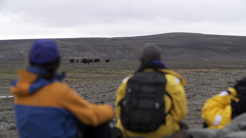 Guests park their ATVs on the Canadian High Arctic tundra and quietly observe a herd of muskox grazing.