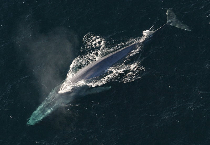 Blue whale - Photo Credit:  National Oceanic and Atmospheric Administration