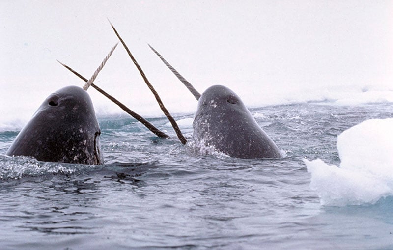 &quot;Narwhals breach&quot; by Glenn Williams - National Institute of Standards and Technology. Licensed under Public Domain via Commons - https://commons.wikimedia.org/wiki/File:Narwhals_breach.jpg#/media/File:Narwhals_breach.jpg