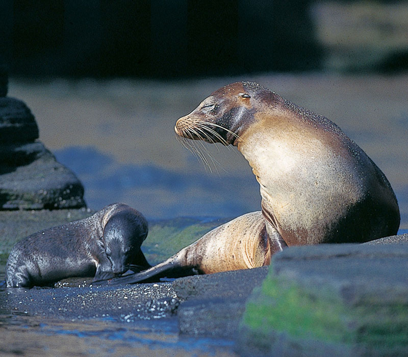 Galapagos seals