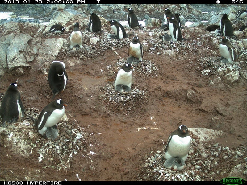 Penguin camera image courtesy of Penguin Lifelines