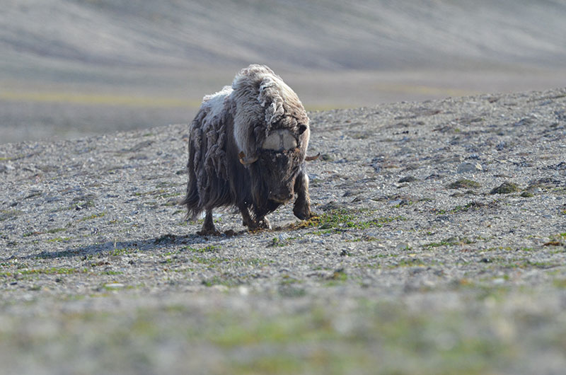 Musk Ox at Arctic Watch. Photo credit: Thomas Schafenacker