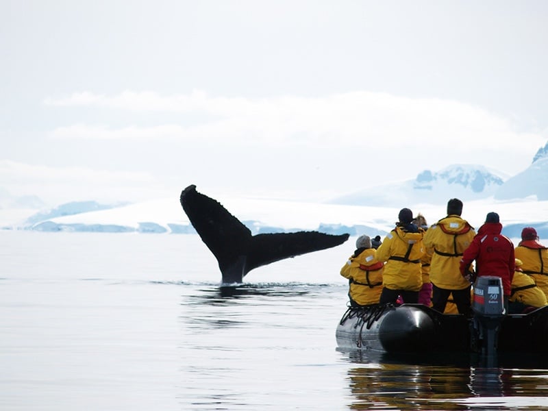 Humpback Whale &amp; Quark Passengers 