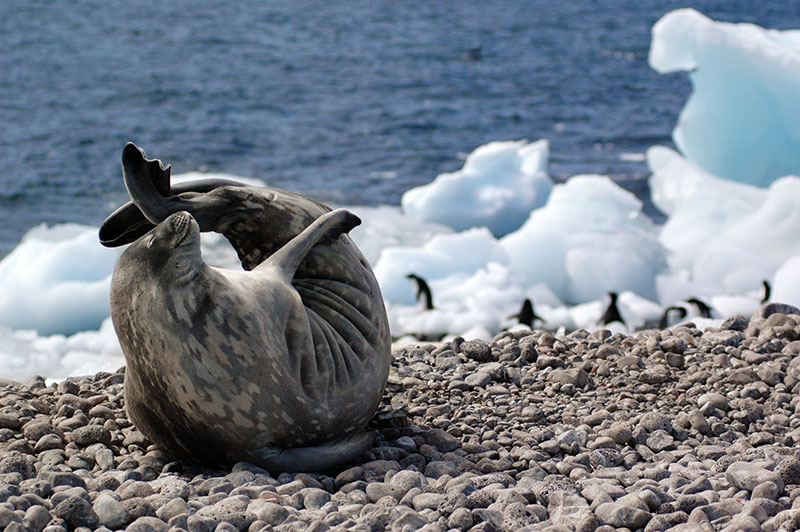 Seal yoga in Antarctica
