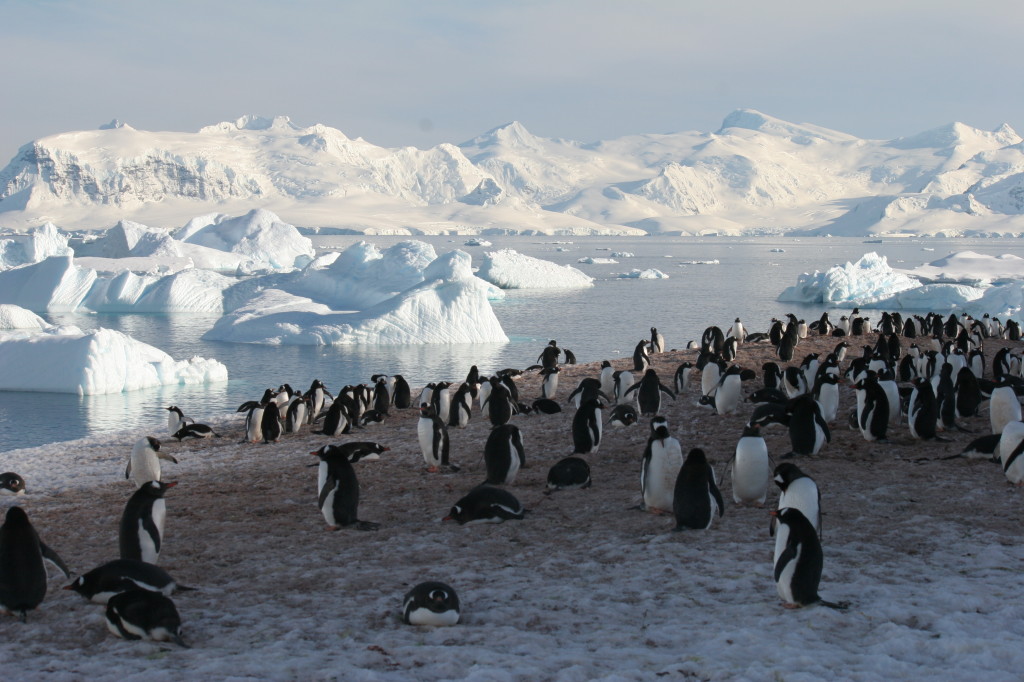 Cuverville Island penguins