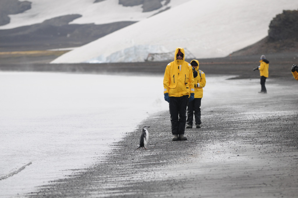 Deception Island beach with Quark Passengers and a penguin
