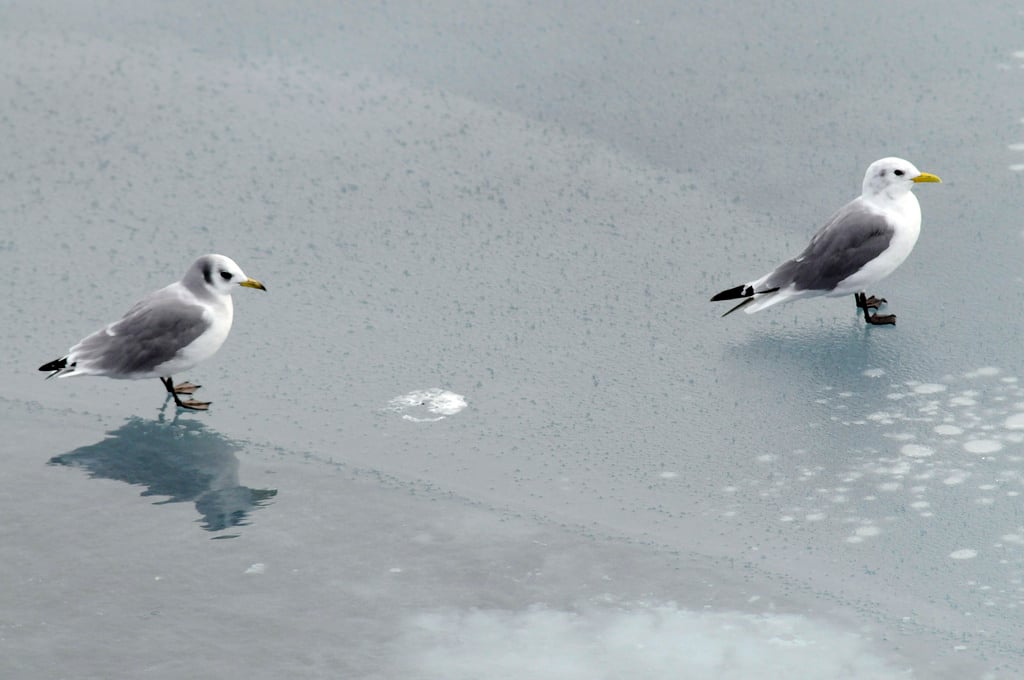 An adult and juvenile kittiwake together on sea ice in Franz Josef Land. Photo credit: Peter Prokosch