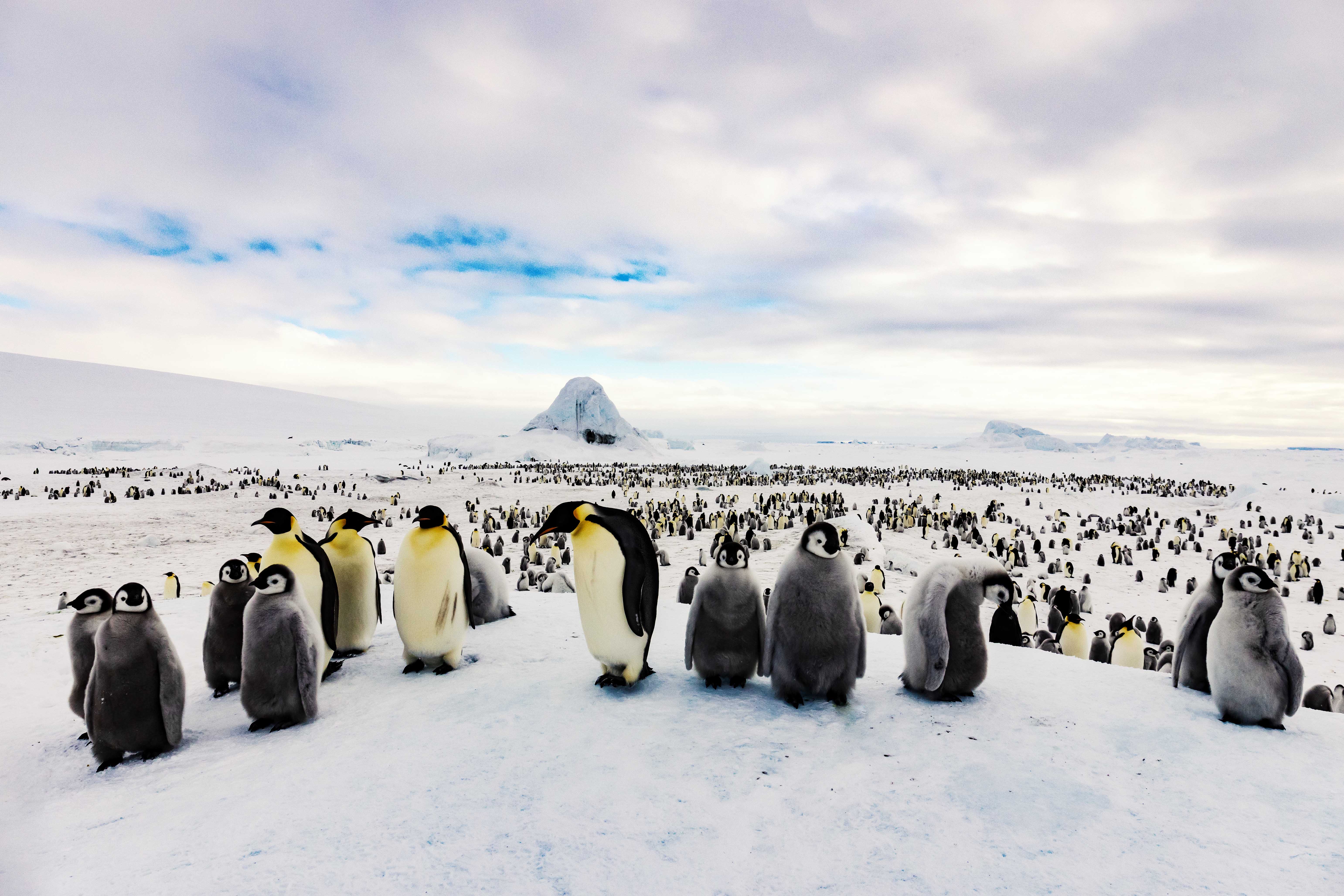 One of the world&apos;s largest colonies of Emperor penguins thrives at Snow Hill Island in the remote Weddell Sea of Antarctica.