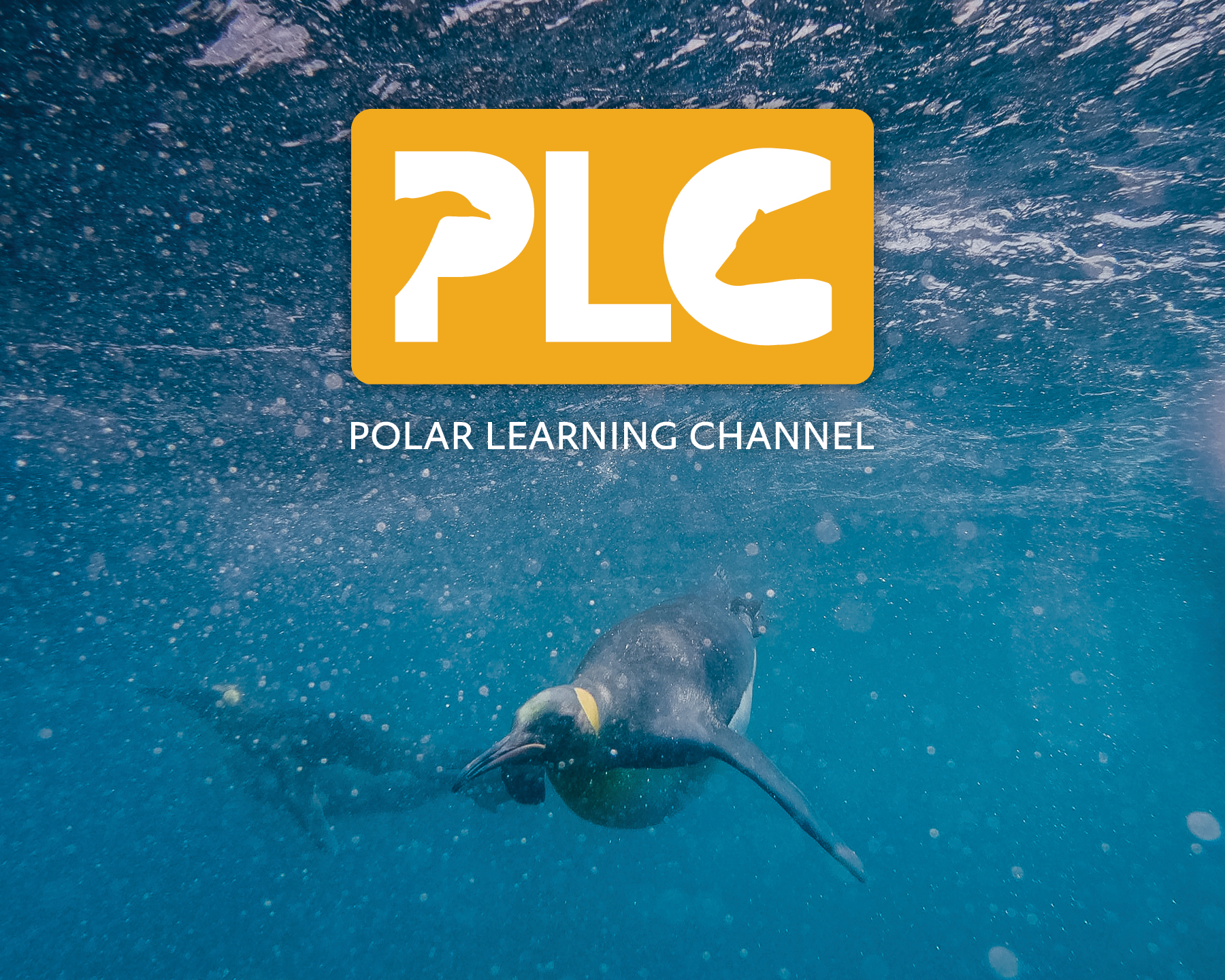 King penguin underwater, besides PLC logo