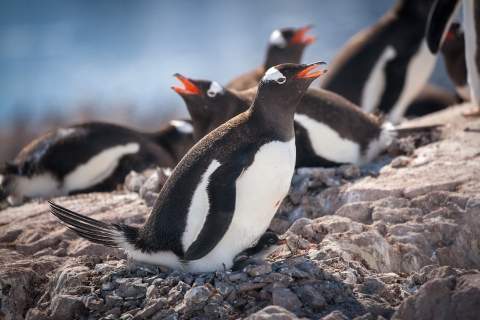 Gentoo penguin and its chick sit on top of their rocky nest during a sunny day at Neko Harbour. 